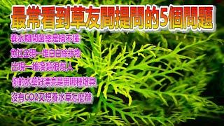 【酒伯】原本水草缸很基本的幾個常識2~網路上常常遇到提問的5個問題