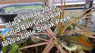 Black Friday 2023 Scud Ball Giveaway (with any purchase) and a Sneak Peek