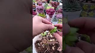 Useful tips for succulents | 多肉植物 | 다육이들 | Suculentas