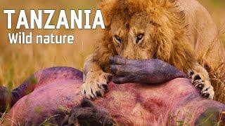 WILD TANZANIA | Ruthless nature and ancient tribes