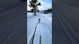 Kleiner Münsterländer Skiing