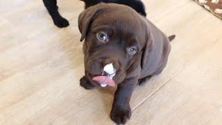 Labrador Puppies try Whip Cream!