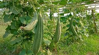 growth stages of ridge gourd. organic rooftop terrace gardening. organic vegetable terrace garden.