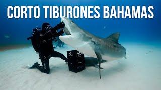 BUCEANDO CON TIBURONES TIGRE Y MARTILLO GIGANTE - BAHAMAS