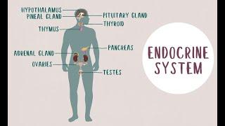 What is endocrinology?