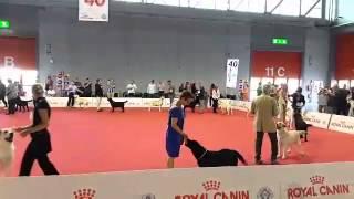 World dog show Milano 2015
