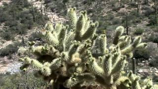 Saguaro National Park