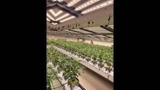 Cannabis Planting Using UPuper CM 15PRO Rockwool Grow Block