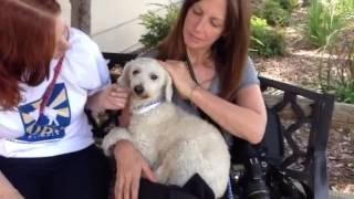 Snowy  RESCUED BY UNITED HOPE FOR ANIMALS!!!