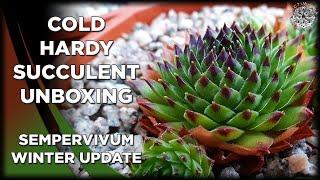 Cold Hardy Succulent Unboxing + Update | #Sempervivum Collection