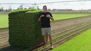 The Garden Gurus Ep.1 | A lush hardy & truly Australian lawn