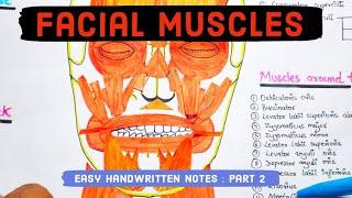 Facial muscles anatomy - Part 2 - Easy handwritten notes  #anatomy #facialmuscles #muscles