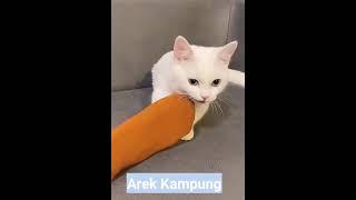 NekoUnyu banget cat funny and geli 