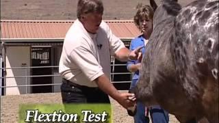 Equine Adventures - Health