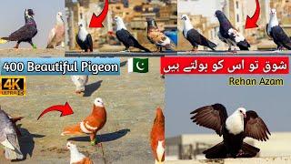  ColorFul Pigeo Setup | Hajji Talib Hussain | Kabootar Video | New Pigeon Video 2024