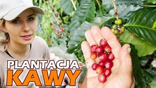 Exploring organic coffee farm in Northern Thailand - From coffee bean to coffee cup