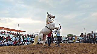 rajsthani horse dance 🪩  #horse #viral #song