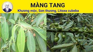 Màng tang có tác dụng chữa trị bệnh gì? | Litsea cubeba