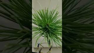Rewire of Japanese Black Pine #bonsai #shorts