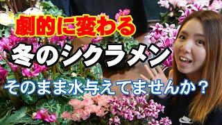 冬のシクラメンの管理方法と育て方　水やりの方法　開花園チャンネル