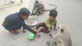 cute baby with Bandar mama  //langur video //monkey video//funny monkey