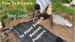 How to prepare your land to plant scotch bonnet peppers