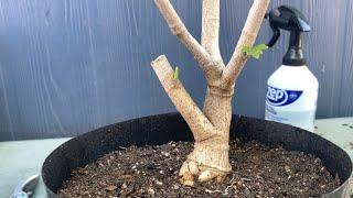 Pruning/Repotting A Hibiscus Bonsai From Nursery Material (04/21/22)