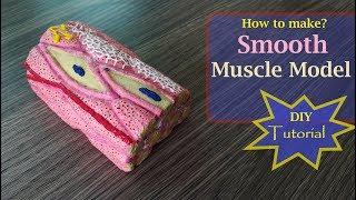 How to make Smooth Muscle model