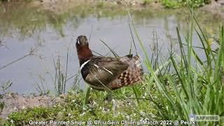 Greater Painted Snipe (Female) @ Chiu Sein Chiong 0336