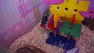 Hamster Exploring New Cage Setup