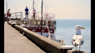 Bempton Seabird Cruise