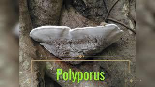 Fungi Polyporus# Fungi# Biology # Botany# Polyporous