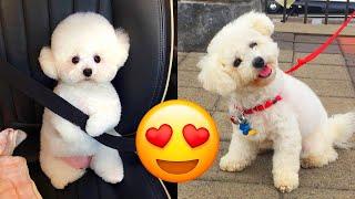 Bichon Frise — Cute And Adorable Videos And Tik Toks Compilation