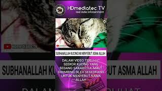 KUCING INI MENYEBUT ASMA ALLAH SEBELUM SAKAROTUL MAUT #fyp #viral #infoviral #dakwah #video #budaya