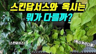 스킨답서스와 옥시카르디움은 뭐가 다를까? 인기있는 예쁜 실내 덩굴 식물 종류 키우기