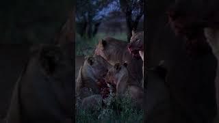 Majestic Lions Hunting Zebras: A Glimpse into Nature's Feeding Cycle