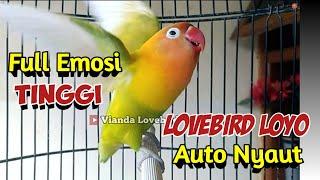 Lovebird FIGHTER Ngekek Panjang FULL EMOSI, Pancing Lovebird LOYO AUTO NYAUT GACOR Rajin BUNYI