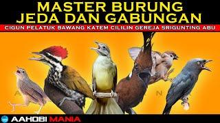 MASTER BURUNG BERJEDA & GABUNGAN | cigun pelatuk bawang katem cililin gereja srigunting abu