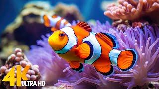 Aquarium 4K VIDEO (ULTRA HD)  Beautiful Coral Reef Fish - Relaxing Sleep Meditation Music #67