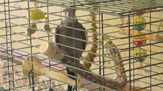 Gizmo the cockatiel's song