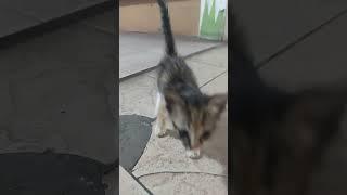 Cute baby cat 