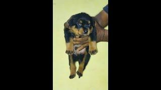 KCI CERTIFIED ROTTWEILER PUPPIES FOR SALE