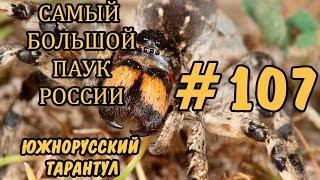 #107 САМЫЙ БОЛЬШОЙ ПАУК РОССИИ. ЮЖНОРУССКИЙ ТАРАНТУЛ. Lycosa singoriensis