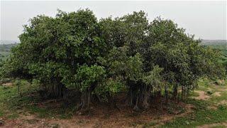 The mighty Banyan Tree | Nature Connection