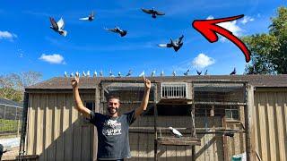 You Won't BELIEVE How Many PIGEONS We Have?!