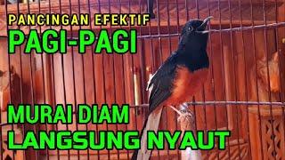 Pancingan PAGI-PAGI AGAR MURAI GACORsekali coba murai DIAM langsung bunyi