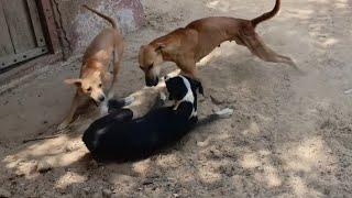 2 dog vs 1 dog fight | 4k Video | dog barking fight Full Hd Video 2160p | dog video | 2 female dog