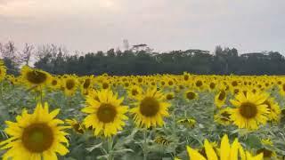 #sunflower #village #Bangladesh #tour #travel