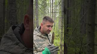 БУДНИ ГРИБАКА. ПравилА поИскА ГриБОв.