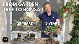 Bonsai for Beginners: Turn ANY Garden Tree into a Bonsai!